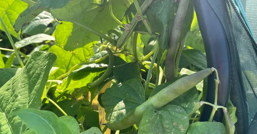 Green Beans growing on bean plants.