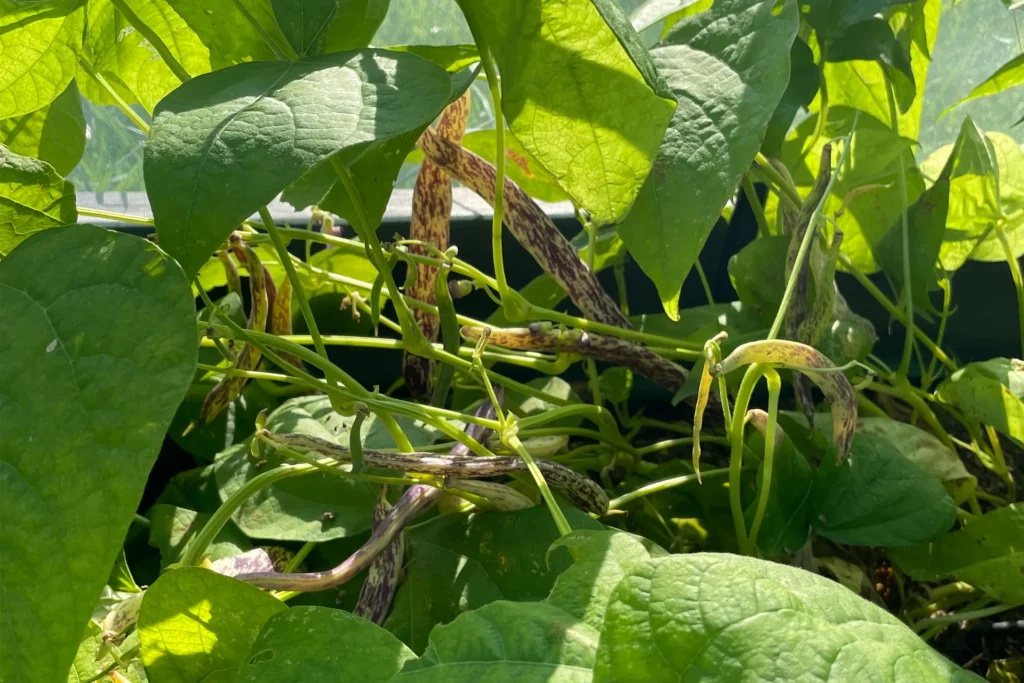 Dragon Tongue Green Beans growing on bean plants.