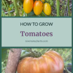 Pinterest Pin for How to Grow Tomatoes. Top picture is of yellow cherry tomatoes on a tomato plant. Bottom picture is of a large red tomato ripening on a tomato plant. Pin by sowmanyplants.com