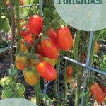 Pinterest pin for How to Grow Tomatoes. Includes a picture of San Marzano paste tomatoes growing on a tomato plant. Pin from sowmanyplants.com