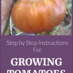 Pinterest Pin for Step by Step Instructions for Growing Tomatoes. Picture of ripening large tomato on a tomato plant. Pin from sowmanyplants.com