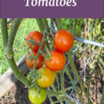 Pinterest Pin for How To Grow Tomatoes. Picture of red cherry tomatoes on a tomato plant. Pin from sowmanyplants.com