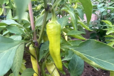 Banana Pepper growing on a pepper plant.