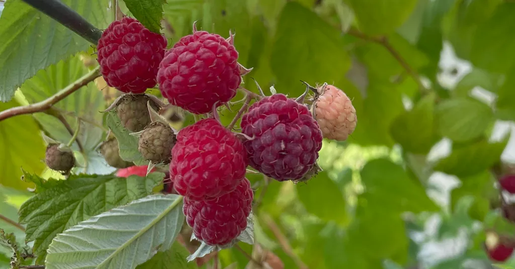 Red raspberries growing on raspberry canes.