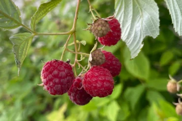 Up close photo of red raspberries growing in a raspberry patch.