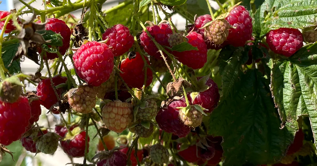 Many red raspberries growing on a raspberry cane.