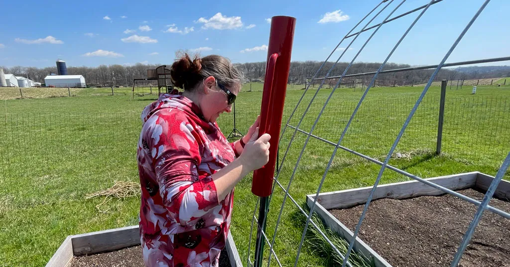 Woman using red fence post driver to hammer in U-Posts on a cattle panel arch trellis.