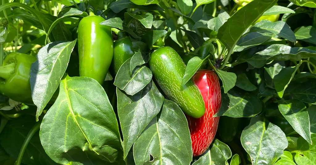 Green and Red jalapeno peppers growing on a pepper plant.