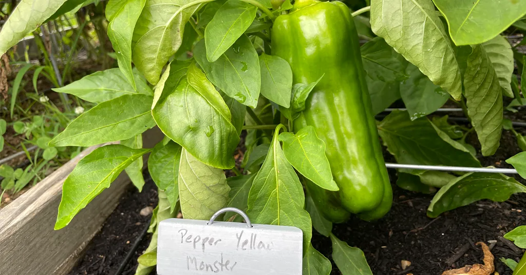 Picture of a Yellow Monster Pepper growing on a pepper plant. Yellow Monster Pepper is a large pepper that requires proper support for success.