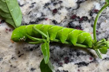 Tomato hornworm that has been removed from a tomato plant sitting on a counter.