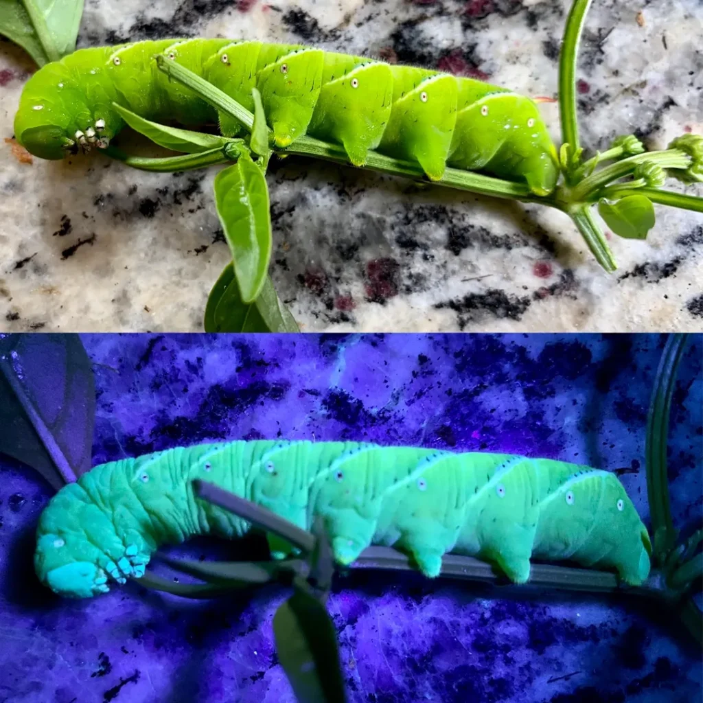 Two pictures of a tomato hornworm. One in natural light and one under black light. Tomato hornworms glow when exposed to blacklight. This can help with finding these common garden pests on tomato plants.