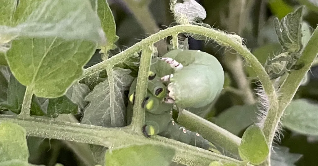 Tomato hornworm eating the leaves and stems of a tomato plant