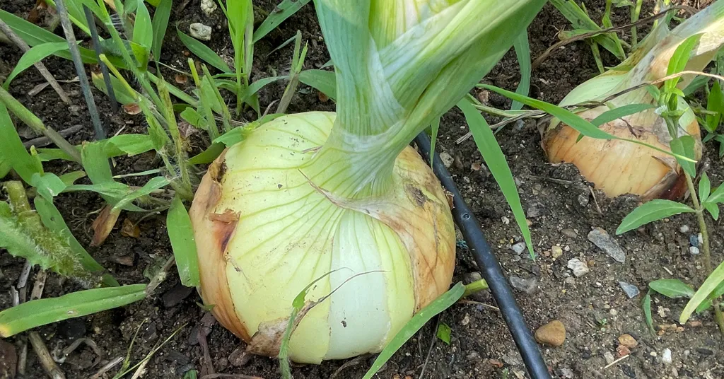 Onion growing in a raised bed garden