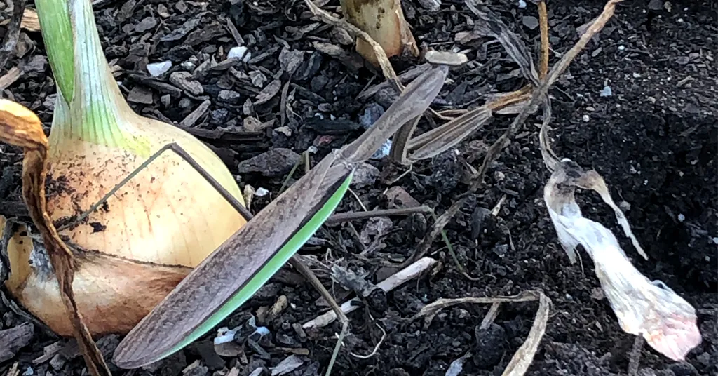 Praying Mantis in onion patch in a raised garden bed