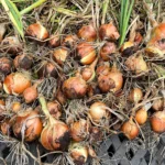 Onions that have been grown and harvested.