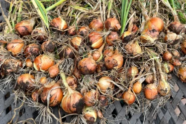 Onions that have been grown and harvested.