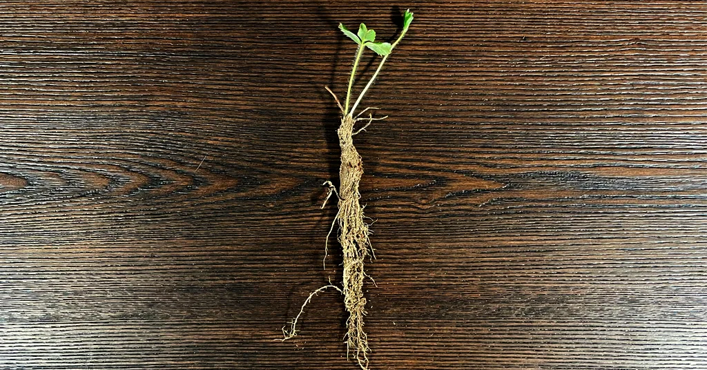 Bare root strawberry plant sitting on a brown table