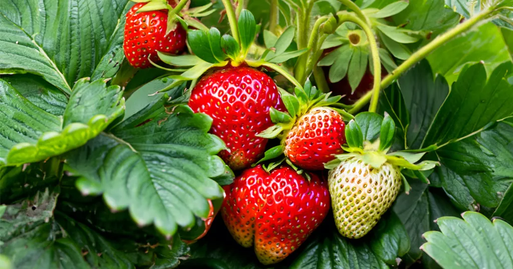 Ripe strawberries growing in a garden.