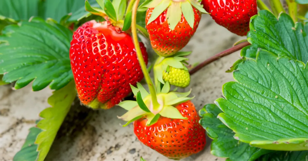 Strawberries growing on a strawberry plant.