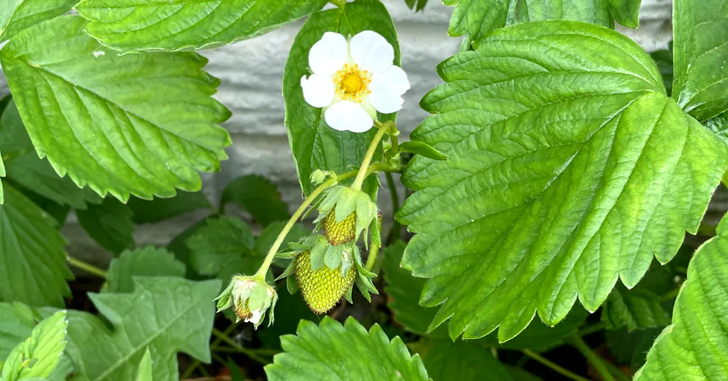 Strawberry flower and unripe strawberries growing on a strawberry plant.