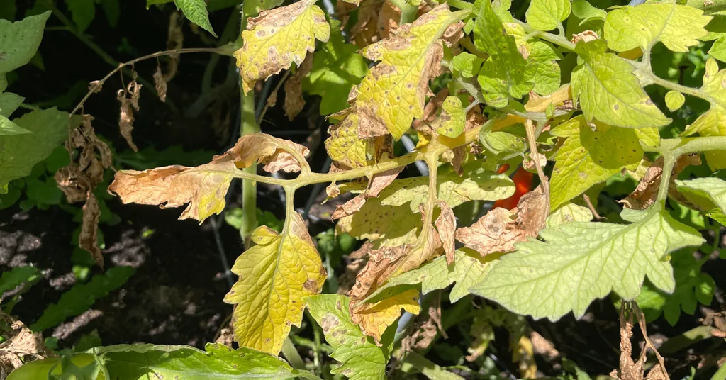 Brown and Yellowing Tomato Leaves Dying off because of Early Blight