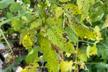 Yellowing tomato leaves with black spots. Showing signs of Early Blight