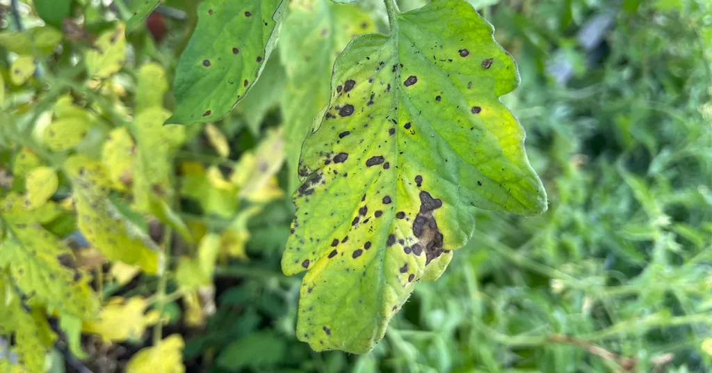 Yellowing tomato leaf with black spots. Showing signs of Early Blight