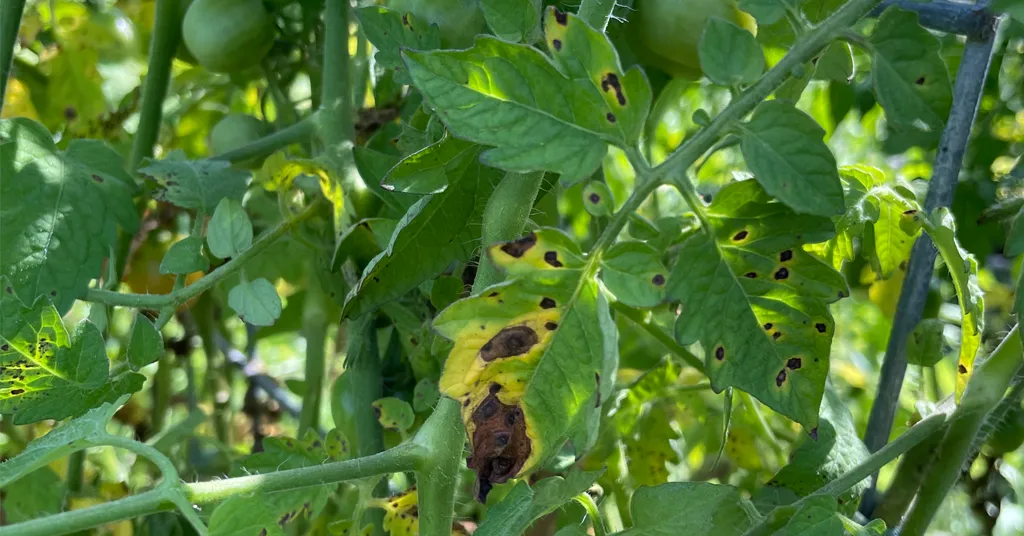 Yellowing tomato leaves with black spots. Showing signs of Early Blight