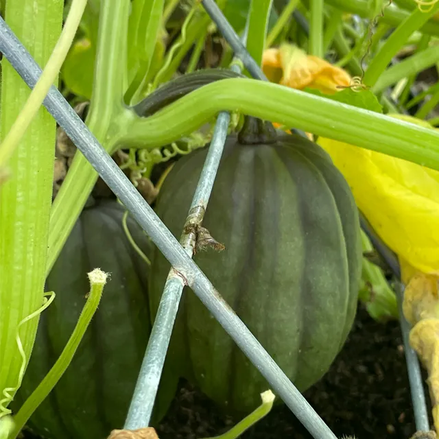 Dark Green Acorn Squash growing on a squash vine being supported by a metal trellis