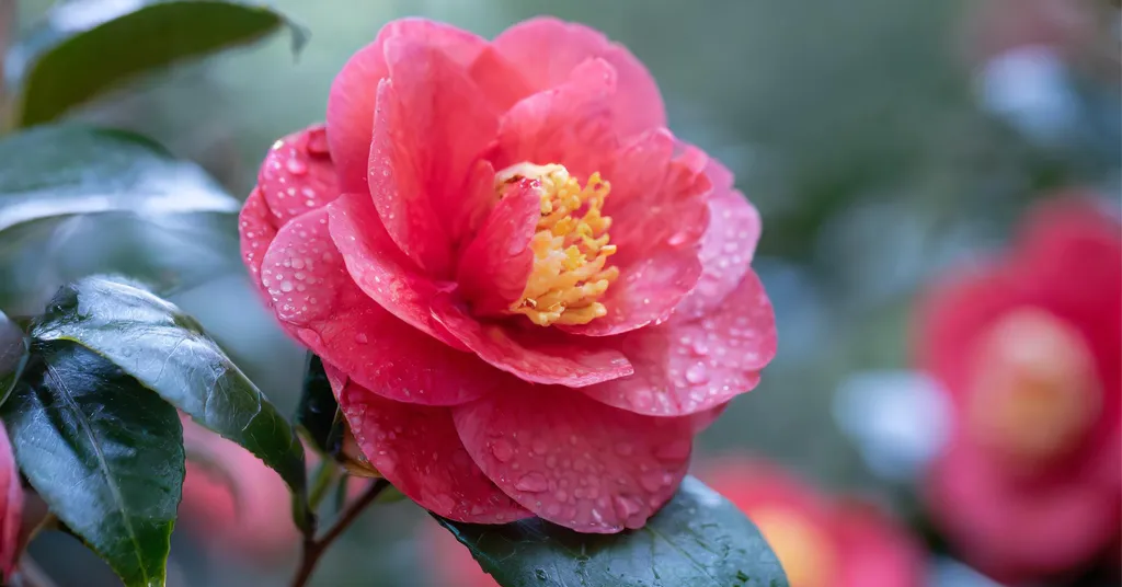 Pink Camellia flower covered in rain drops