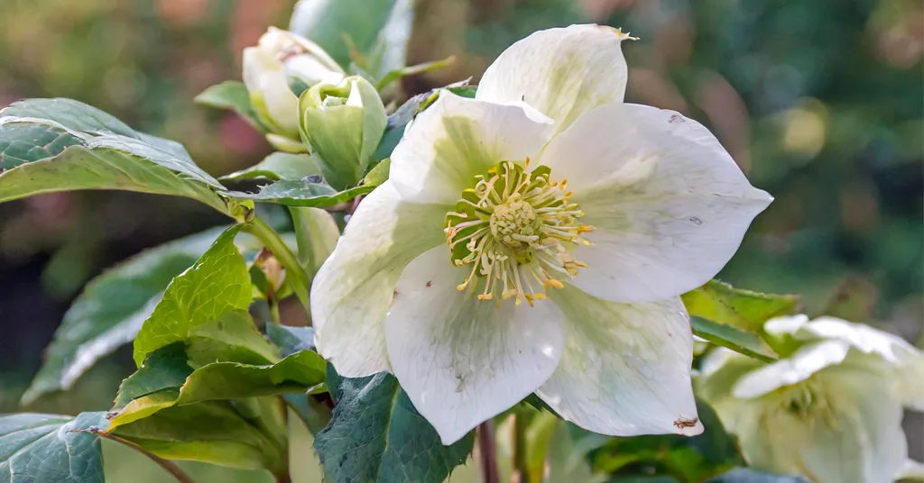 White Christmas Rose flowers with green leaves