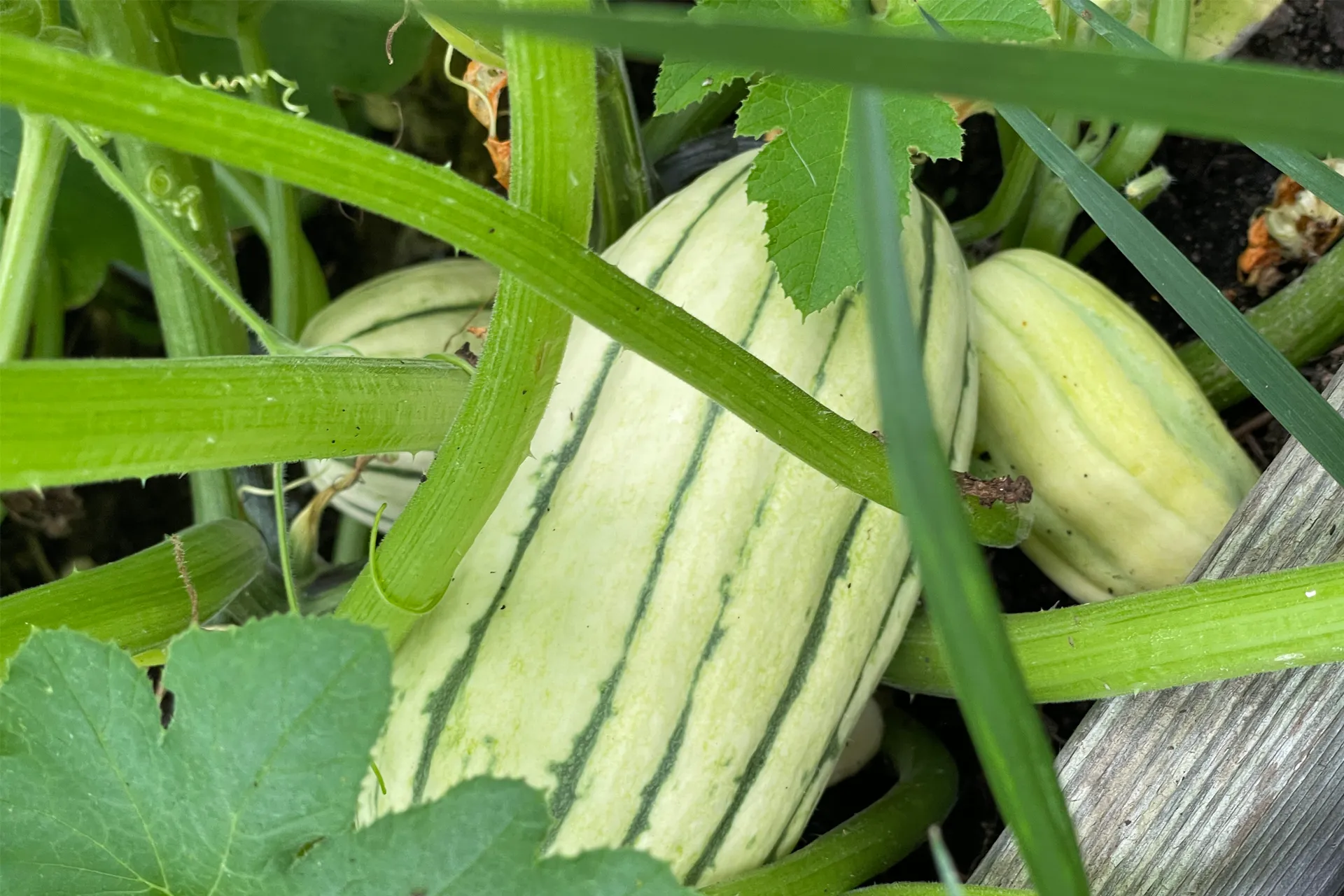 Tan and Green delicata squash growing on a squash vine in a raised bed vegetable garden