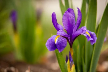 Purple dwarf Iris growing in a garden