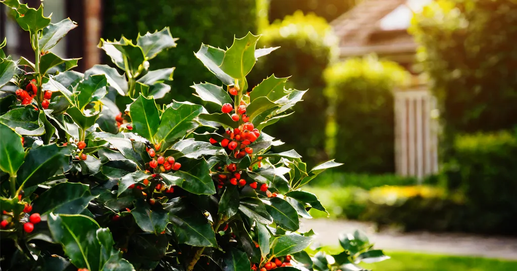 Holly Bush with red berries growing in a backyard.