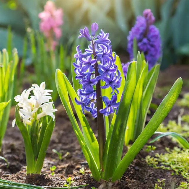 Purple and white hyacinth flowers growing in a garden.