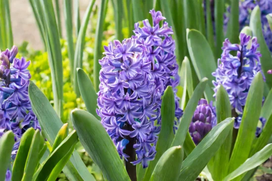 Purple hyacinth flowers growing in a garden.