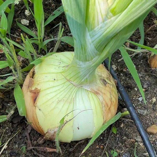 Large onion growing in a vegetable garden