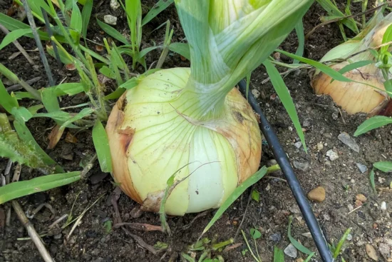 Large onion growing in a vegetable garden