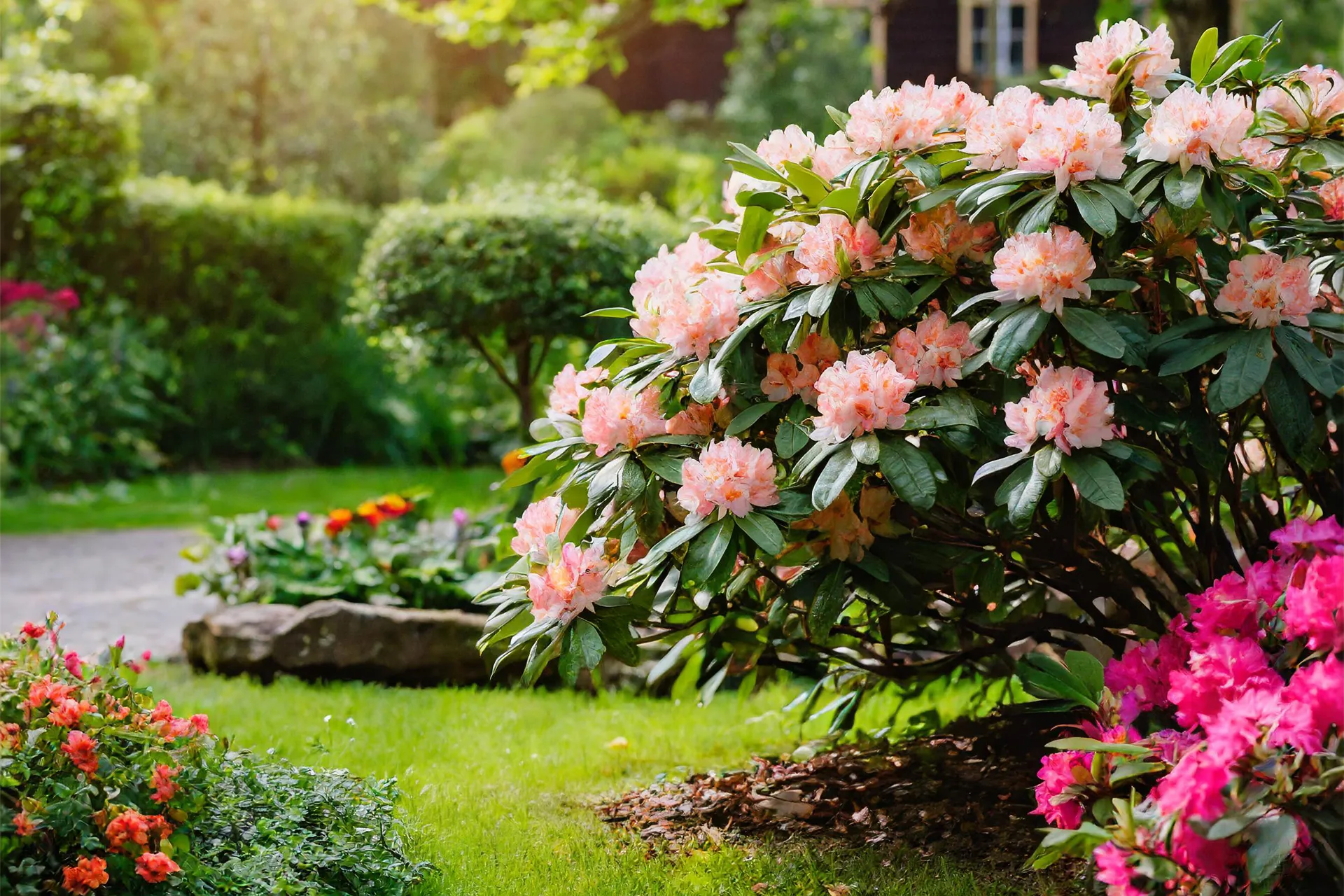 Rhododendron bush which is an evergreen plant with peach flowers growing in a backyard surrounded by other flowering plants in pinks and corals.