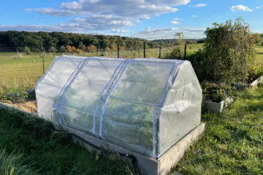 Season Extension Tent covering green beans to extend the gardening season.
