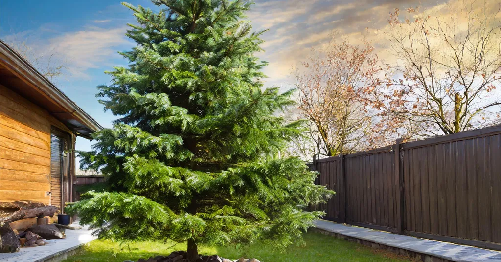 Spruce Tree growing in a yard with a brown fence and a wooden building.