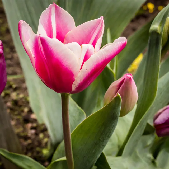 Pink Tulip growing in a flower garden