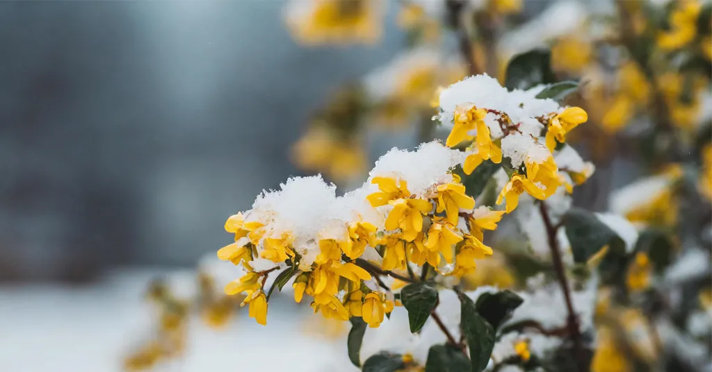 Yellow Winter Jasmine covered in snow