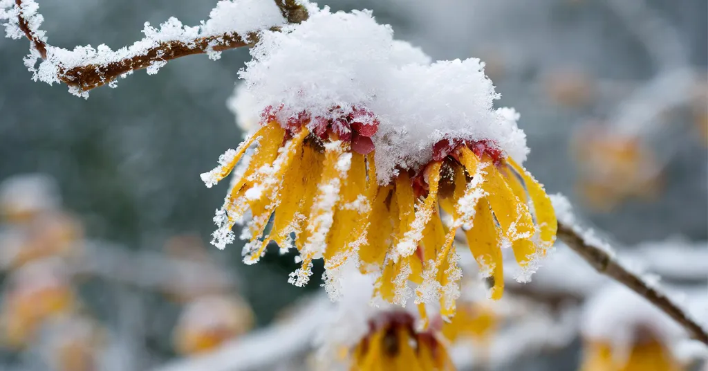 Yellow and Red Witch Hazel flowers covered in snow.