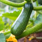 Green Zucchini growing on a zucchini plant with a zucchini flower on the end.