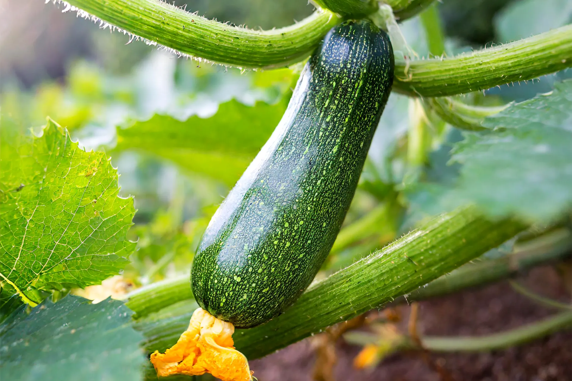 Green Zucchini growing on a zucchini plant with a zucchini flower on the end.