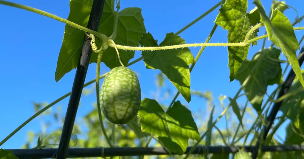 Cucamelon and cucamelon vines growing on a trellis.