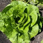 Head of lettuce in a raised garden bed.