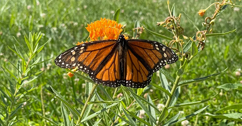 Monarch Butterfly with spread wings on a common milkweed plant.