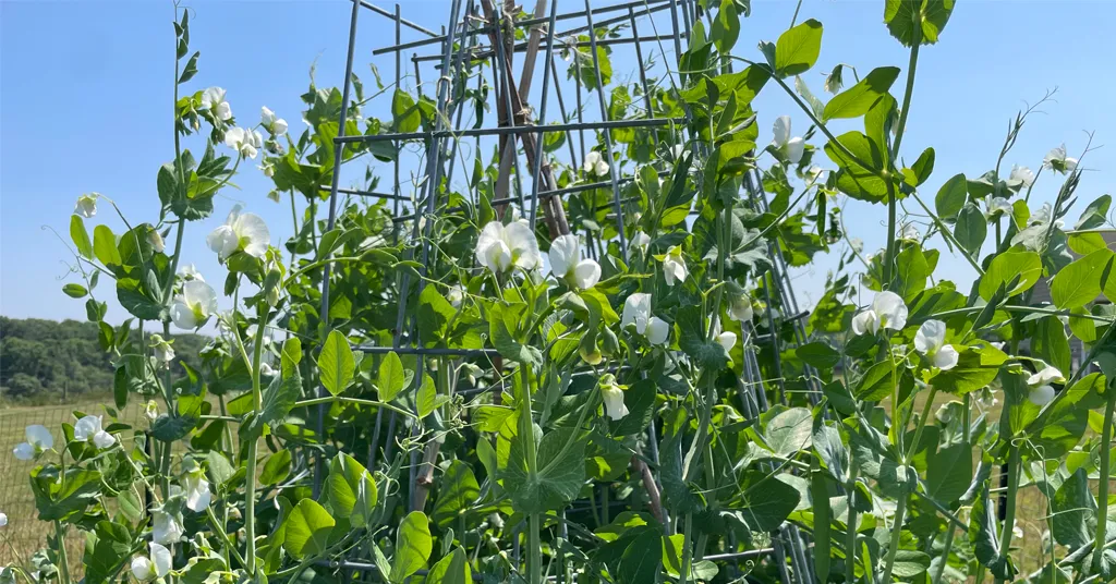Pea vines growing on a teepee trellis with white pea flowers.